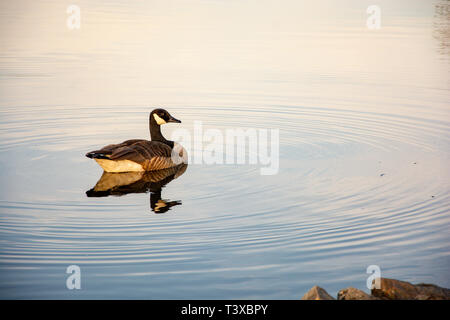 Eine kanadische Gans schwimmt und gleitet in ruhigen See Gewässer bei Sonnenuntergang an einem klaren Tag. Stockfoto