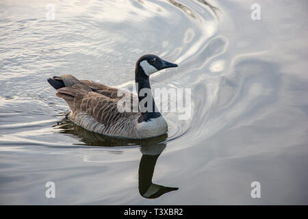 Eine kanadische Gans schwimmt und gleitet in ruhigen See Gewässer bei Sonnenuntergang an einem klaren Tag. Stockfoto