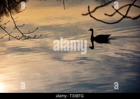 Eine kanadische Gans schwimmt und gleitet in ruhigen See Gewässer bei Sonnenuntergang an einem klaren Tag. Stockfoto