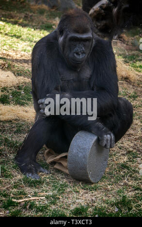 Westlicher Flachlandgorilla Zoo Calgary Alberta Kanada Stockfoto