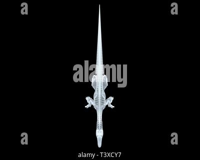 3D-Rendering von einer weißen Kabel dino isoalted auf schwarzem Hintergrund Stockfoto