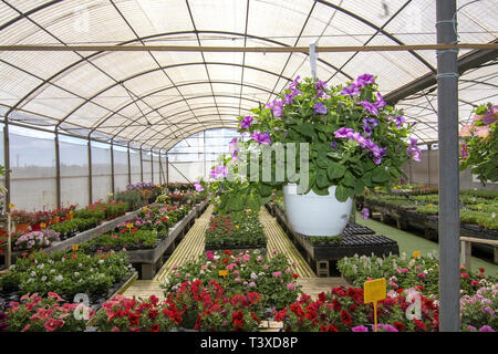 Petunia Blumen in Töpfe im Gewächshaus. Spring Garden Serie, Mallorca, Balearen, Spanien. Stockfoto