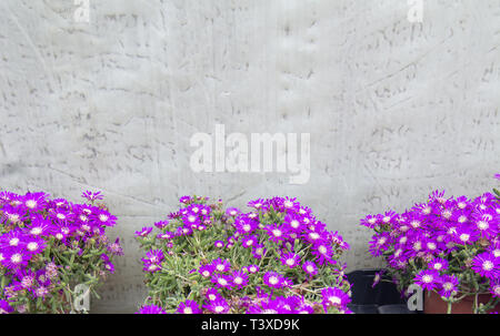 Saftige lila Blüten Messem Pendulina. Spring Garden Serie, Mallorca, Balearen, Spanien. Stockfoto