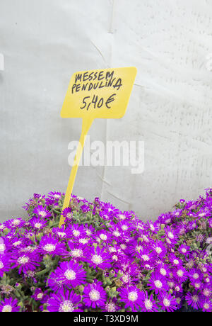 Saftige lila Blüten Messem Pendulina und gelben Kunststoff Schild mit Preis in Euro. Spring Garden Serie, Mallorca, Balearen, Spanien. Stockfoto