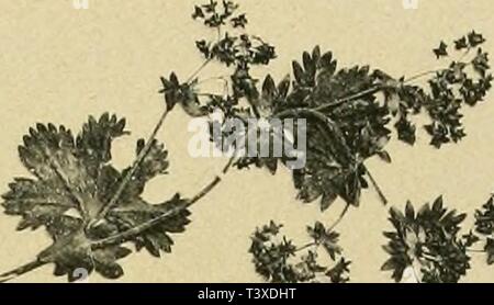 Archiv Bild ab Seite 194 von Die nordischen Alchemilla Vulgaris - Formen und Stockfoto