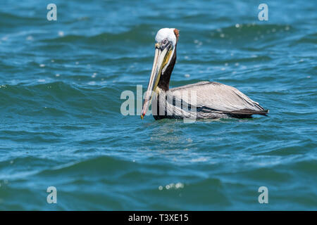 Braunpelikan (Pelecanus occidentalis) Schwimmen in der Bucht von Kalifornien (See von Cortez), Mexiko. Stockfoto