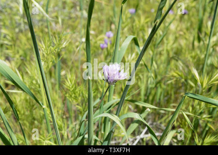 Schönen wilden Blumen - ein Teil der superbloom Phänomene im Walker Canyon mountain range in der Nähe von Lake Elsinore, südlichen Kalifornien Stockfoto