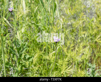 Schönen wilden Blumen - ein Teil der superbloom Phänomene im Walker Canyon mountain range in der Nähe von Lake Elsinore, südlichen Kalifornien Stockfoto