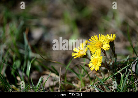 Huflattich (Tussilago farfara) Blumen im Frühjahr Wald an einem sonnigen Tag Stockfoto