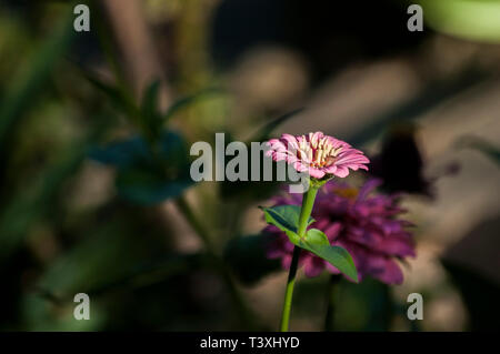 Garten Zinnia elegans Blume Nahaufnahme wie floral background Stockfoto
