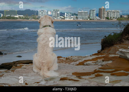 Ein Golden Retriever Welpe Hund sitzt geduldig mit Blick auf einen schönen Meerblick Stockfoto