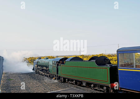 Die Miniatur Dampflok Herausziehen der Station in ein Hauch von Dampf in Dungeness Kent England Stockfoto