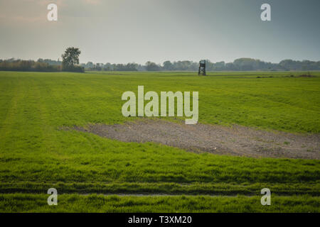 Jagd Beobachtung im grünen Feld, Hintergrund agroculture Stockfoto