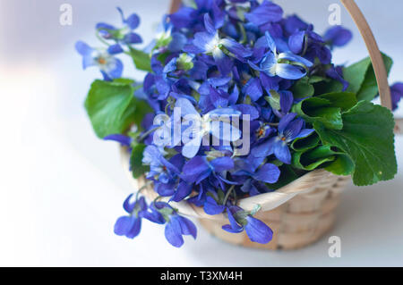 Blauer Veilchenstrauß in einem Mini-Strohkorb Stockfoto