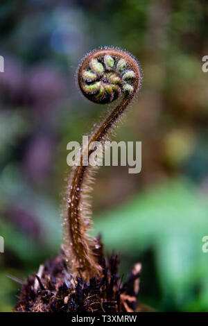 Eine frische neue Silver Fern Blatt nur zu öffnen, in einem Wald auf der Südinsel von Neuseeland geschossen Stockfoto