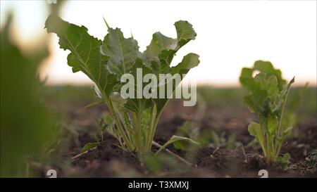 Rote Beete wächst in das Feld ein. Felder mit Rüben. Die Anlage ist ein zuckerrüben im Bereich am Abend bei Sonnenuntergang. Stockfoto