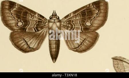 Archiv Bild ab Seite 124 von Die Schmetterlinge der Philippinischen Inseln Stockfoto