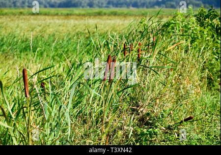 Cattail wächst in der Nähe der Reisfelder. Dickichte des cattail. Braun Warenkorb mit Samen. Stockfoto