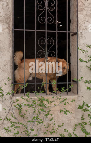 Alte adobe Gebäude mit Wachhund im Fenster Stockfoto