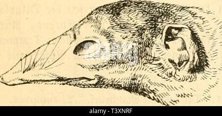 Archiv Bild ab Seite 132 von Die Naturgeschichte des Thierreichs (1859). Die Naturgeschichte des Thierreichs dienaturgeschich 01 gieb Jahr: 1859 5 i 9. 137. Äovf lei jatianifdjen SviHnncftenä. umatva tcdaiipfcu, taft Ei von 9 xid} Un-mit-DJüiJcn fidi näfivc, tiici ilaiih föiiiitc Mann'n, nnrnn nidu ta "6 H'H $ tjanj cntfductcn jjcn fprädic fiijii'. 2. ® a ri" tlje® V' | f'ln" iicn. Kl. Spectabilis. Sikjui - 138. "ÜDicff rcflbraunc, am3? aud) c (njciIitc Spitörn=dtcn ivivt etwa "größer ein ("tag iievijji-unt) ift tcfenrcvt' ich Gig. 138. Stockfoto