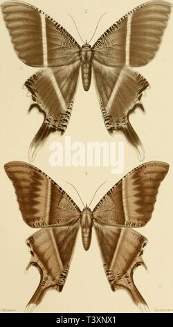 Archiv Bild ab Seite 132 von Die Schmetterlinge der Philippinischen Inseln Stockfoto