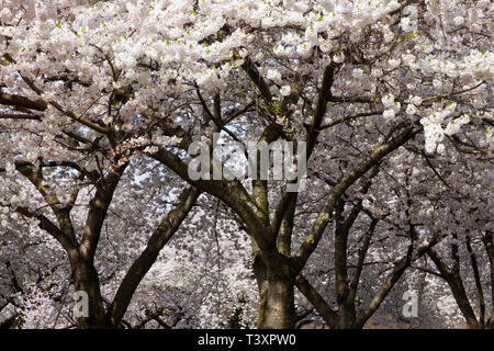 Kirschblüten im Peak bloom auf einem frühen Frühling Morgen entlang der Ufer des Schuylkill River in Philadelphia, Pennsylvania. Stockfoto