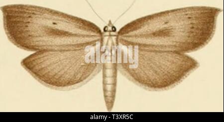 Archiv Bild ab Seite 148 von Die Schmetterlinge der Philippinischen Inseln Stockfoto