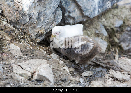 Snowy Sheathbill, Chionis albus Küken und Erwachsener auf der Antarktischen Halbinsel. Stockfoto