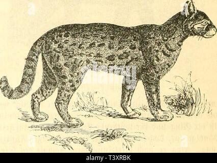 Archiv Bild ab Seite 151 von Die Naturgeschichte des Thierreichs (1859). Die Naturgeschichte des Thierreichs dienaturgeschich 01 gieb Jahr: 1859 138 öiiuijctljicrc. giuii) liiuat'. 3n 'iriMViiiK CiViitcn mäjt üOcv flciit cv 350 (1? (Ufi aj (liiiuiiif ccriMuU) c. Rhifi äüiiltiflc Inifduitc" ufcr iiitt 9 Jictcniiirtcii nuililt cv om licl 'ftcii. (11111 t, Inc= Quartier uut überfällt in tcr 'äiiimmnii' ich iinr Sfiicbt" juiigcg. § Driunet), irfdjc, * I> fcvbc, aSaultfiicrc, gref' f9faivn - iinb ich 'H' t-3'® i-(cntcn, Ivo tcr IcHiaftc 93 Cr=fcfiv ich 6 ii miutcr fclnni nuulit, greift er in ter SJptti antl) Stockfoto