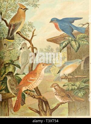 Archiv Bild von Seite 160 des Sterben Nord-Amerikanische Vogelwelt (1889). Sterben Nord-Amerikanische Vogelwelt dienordamerikani 10 nehr Jahr: 1889 1. AMIM -; i, l-ri'HUoi;! M'..-r. • 1. PARUS HiCOl. OH l. imi. 3. SAVORXIS PLL () Ich: in-: Stojn. +. HARI> ORilYNC!li: S KUI-Kabine USA • Ich. S | yl. lA SIAI. ist Ilaldem. S<! •,. "" 2 7. MKLOSPIZA Sfolt FASCIATA. HAUBENMEISE HAUSPiWI BRAUNDROSSEL HÜTTEN SÄNGE R. BLAÜVOGEL SINGSPERLING Getuftete Meise. Phoebe. Braun Thrasher. Bluebird {männlich). (Weiblich) Sohn Sparrow. Stockfoto