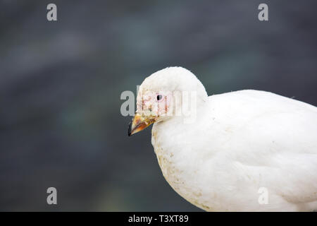 Snowy Sheathbill, Chionis Albus auf der Antarktischen Halbinsel. Stockfoto