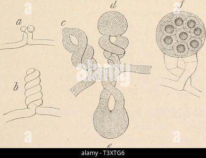 Archiv Bild ab Seite 168 von Die natürlichen Pflanzenfamilien nebst Sitemap Stockfoto