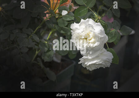 Schöne Doppelzimmer weiße rose Blüten Nahaufnahme. Spring Garden Serie, Mallorca, Balearen, Spanien. Stockfoto