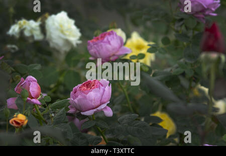 Schön zweifarbig pink rose Blüten Nahaufnahme mit Weiß und Gelb. Spring Garden Serie, Mallorca, Balearen, Spanien. Stockfoto