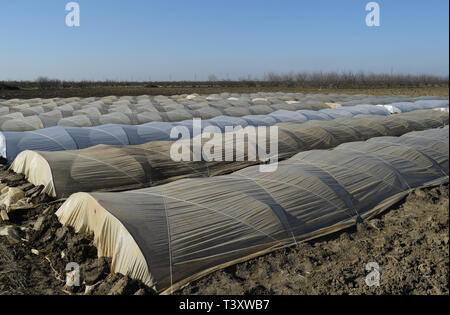Gewächshäuser der Polymerfolie hergestellt. Zeitigen Frühjahr in den Garten Gewächshäusern. Stockfoto