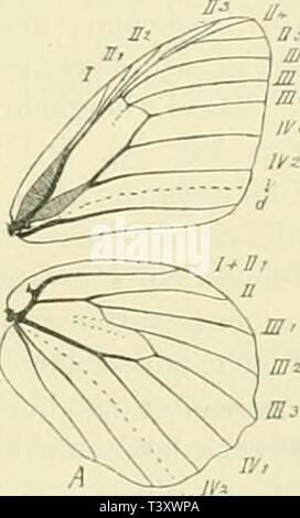 Archiv Bild ab Seite 180 von Die Schmetterlinge Europas (1908). Die Schmetterlinge Europas dieschmetterling 01 hofm Jahr: 1908 IV l'; niiilie. Satyrinae. AiiKi' iil" aller. 41 reiiH' ii SlreilVu iilicr lliickru ilcii. Ein (linscni. - A. S. Belg. 1873. L. in der XI. 2. nörua Thnb. (Altnordische Sdiitksalsgöttin). Tat'. 11, FiK - 13. Der q graiil) ranii, das § lii Böhler, melir (ickerfarbig. Ein (d' den Hfln e nur in Zelle IV, ,2 ein Auge, sterben dunkle Mittelhinde Unteiseite Ihrer außen und innen deutlich licht eingefalH; Adern nicht sterben, wie bei ai o, weiß bestäubt; Fransen graugelb, in den Adern dunkler. Stockfoto