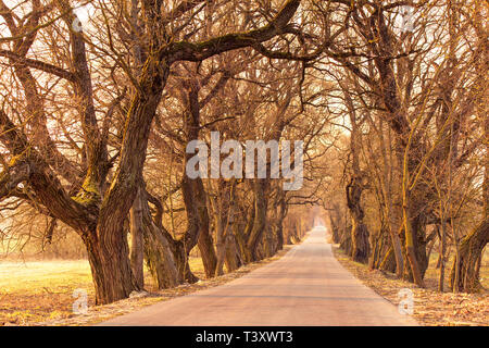 Pappel Allee im Frühjahr. Majestic Allee mit altem Baumbestand. Straße durch den Tunnel der Bäume Stockfoto