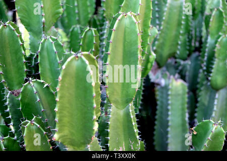 Grüne San Pedro Kaktus. Grünen Kaktus closeup. dornige schnell wachsenden sechseckige Form Kakteen ganz nah in der Wüste gefangen. Stockfoto