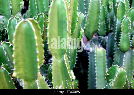 Grüne San Pedro Kaktus. Grünen Kaktus closeup. dornige schnell wachsenden sechseckige Form Kakteen ganz nah in der Wüste gefangen. Stockfoto