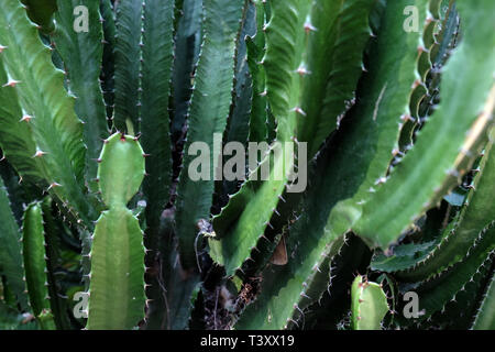 Grüne San Pedro Kaktus. Grünen Kaktus closeup. dornige schnell wachsenden sechseckige Form Kakteen ganz nah in der Wüste gefangen. Stockfoto