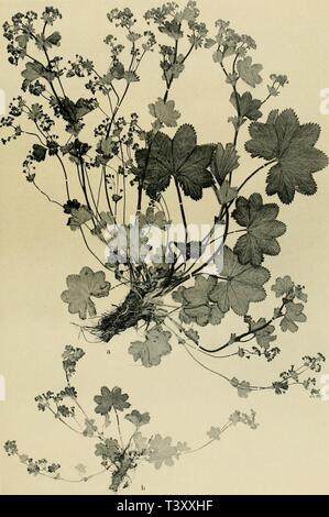 Archiv Bild ab Seite 188 von Die nordischen Alchemilla Vulgaris - Formen und Stockfoto