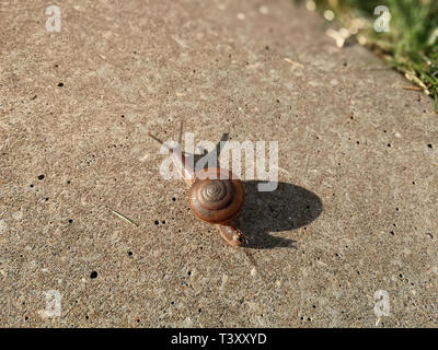 Neugierige Schnecke kriecht auf Beton Asphalt Stockfoto