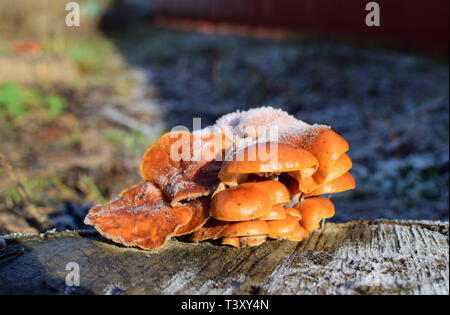 Orange die Pilze auf ein Stub. Neues Leben auf abgestorbenem Holz. Stockfoto