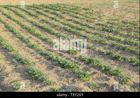Das Bett junge Triebe von Kartoffeln. Kartoffeln im Garten anbauen. Kartoffel-Bett im Garten. Stockfoto
