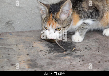 Die Katze fing die Maus. Die Katze frisst die Maus Gefangene. Jäger zu Hause. Stockfoto