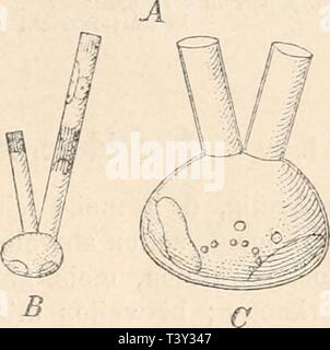 Archiv Bild ab Seite 264 von Die natürlichen Pflanzenfamilien nebst Sitemap Stockfoto
