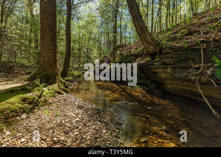 Cane Creek schlängelt sich durch die grüne Umgebung der Cane Creek Naturschutzgebiet im Nordwesten von Alabama. Stockfoto