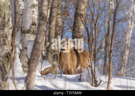 White-tailed Doe die harten Blick. Stockfoto