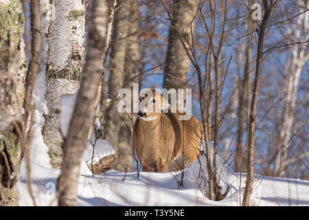 White-tailed Doe die harten Blick. Stockfoto