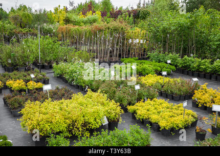 Spirea Pflanzen in Kunststoff Töpfe, sämling von Bäumen, Sträuchern, Pflanzen in der Gärtnerei. Stockfoto